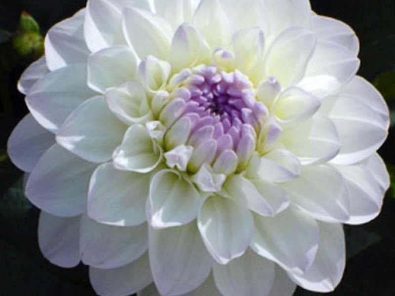 Dahlias beauty