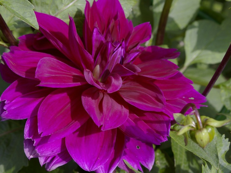 Varietal dahlias