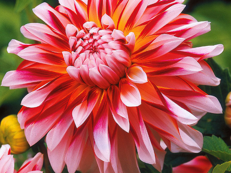 Dahlias with the name of the variety