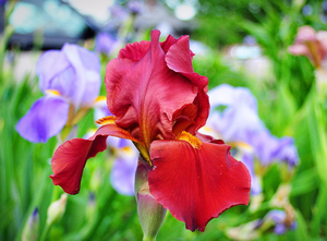 Varieties of irises