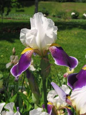 Iris colors