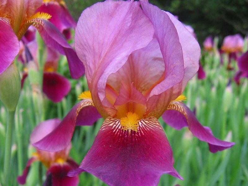 Rules for planting and caring for irises