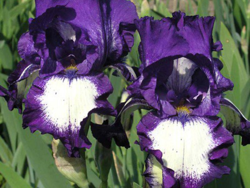 Planting and caring for irises