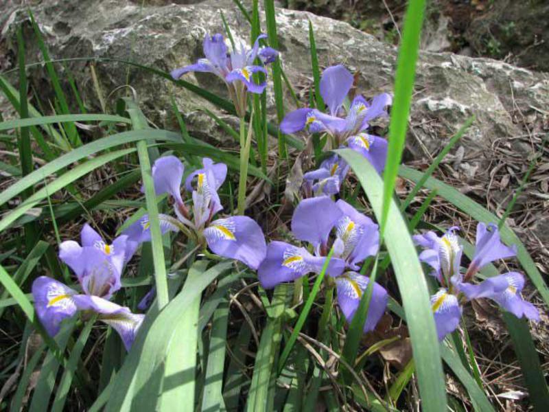 Growing irises