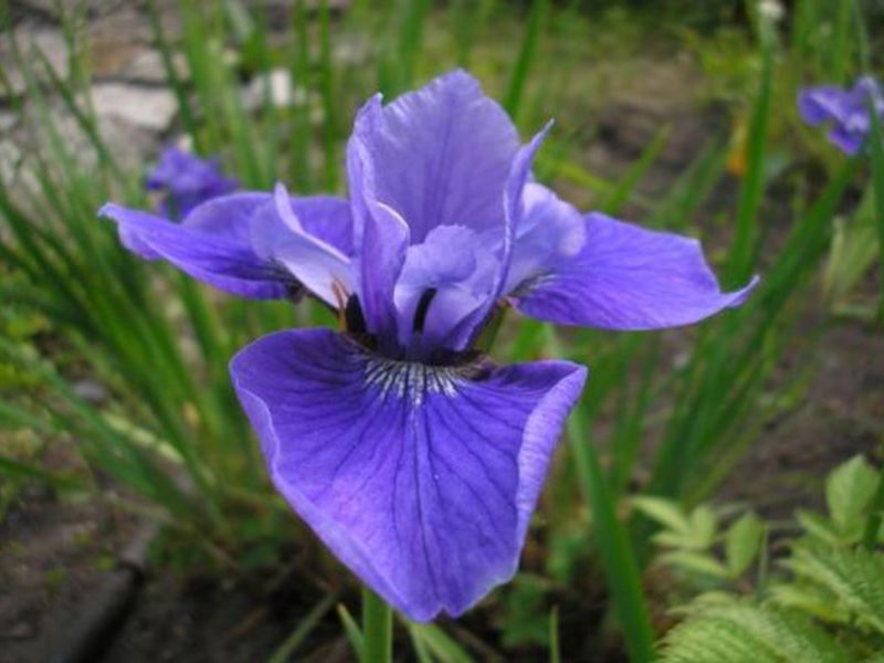 Blooming irises