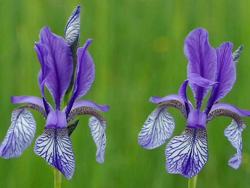 Iris colors