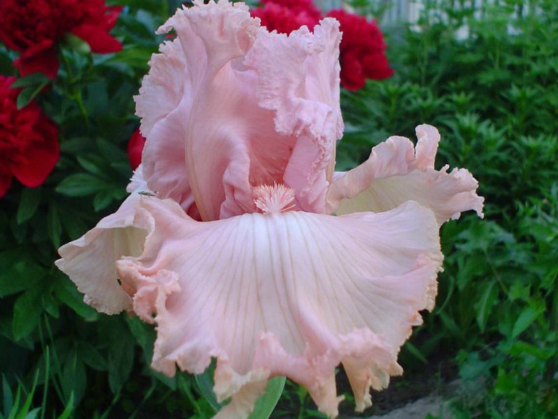 How iris blooms