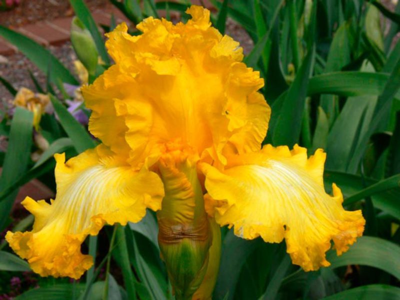 Features of growing irises