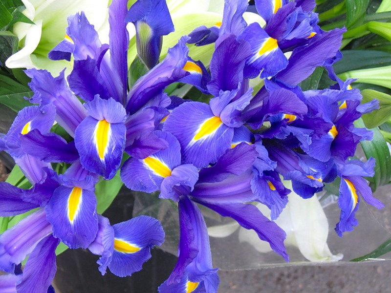 Planting and caring for irises