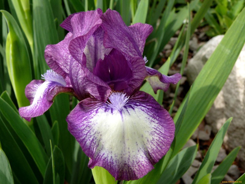 Beautiful irises flowers