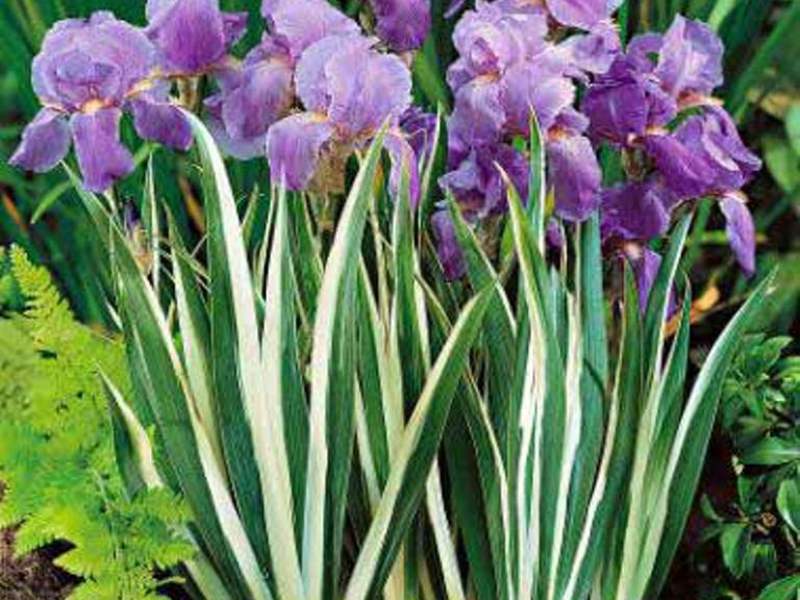 How to grow irises in the country