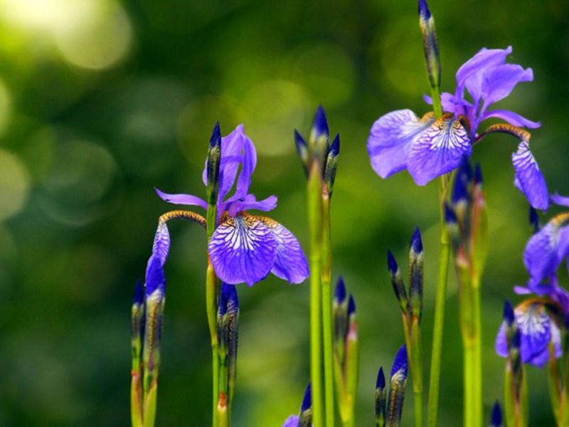 Iris flower