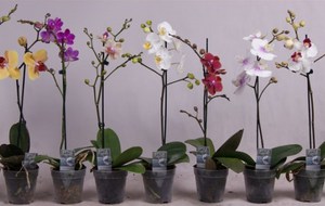 Phalaenopsis in a flowerbed looks very romantic