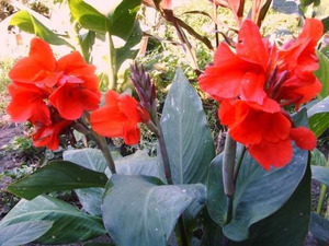 Cannes - bright beautiful flowers