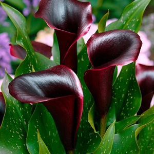 Callas are beautiful both in the flowerbed and in the bouquet