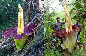 Amorphophallus giant - care features