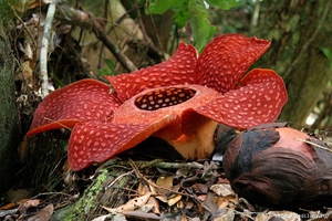 Rafflesia - unusual flowers in the garden