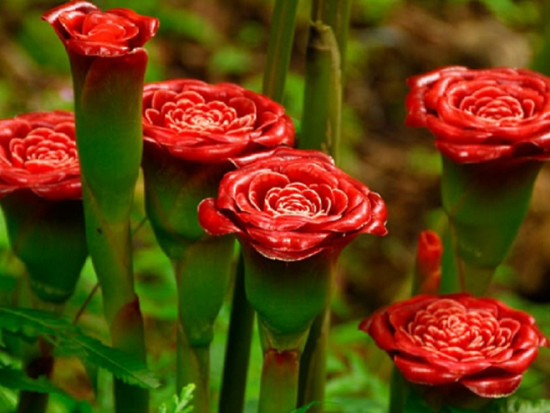 Etlingera - what is this flower