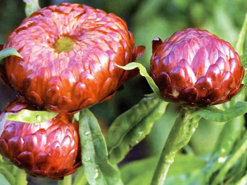 Growing a flower of gelichrizum