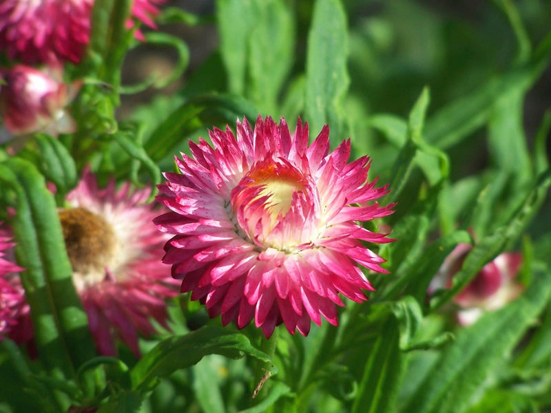 Description of the flower gelichrizum