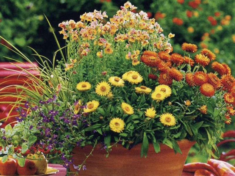 Care and watering of the gelikhrizum flower