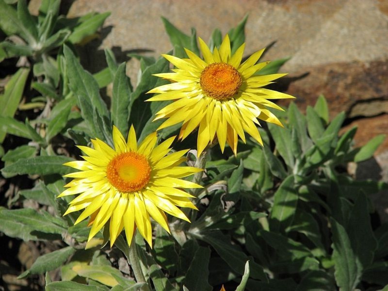 Varieties of flower varieties Gelikhrizum