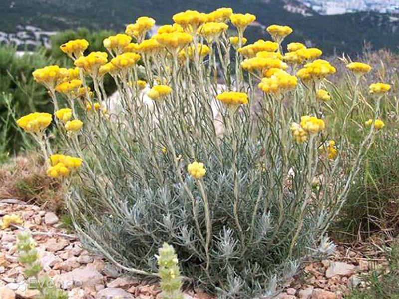 Description of the flower gelichrizum