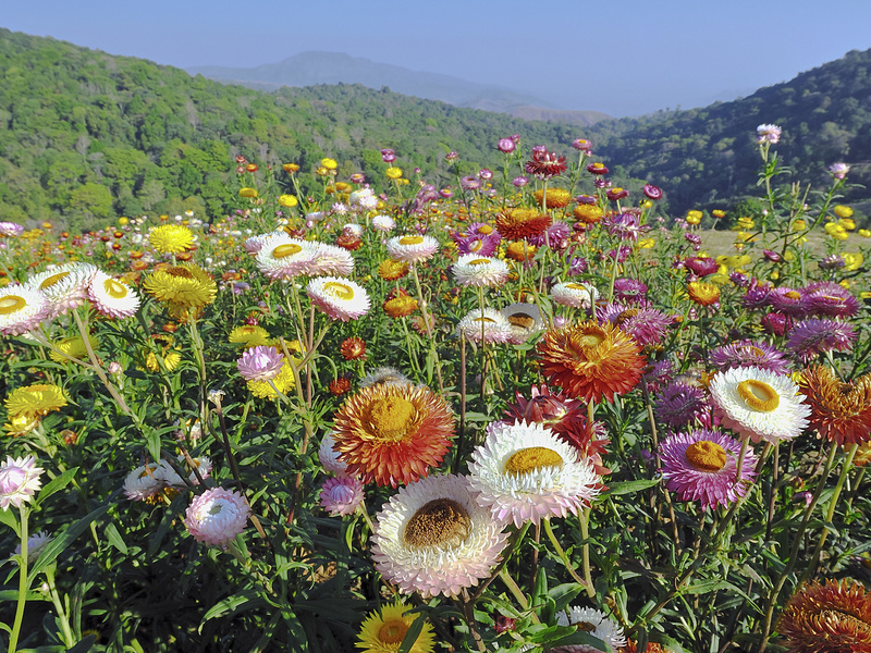 Cultivation of gelichrizum