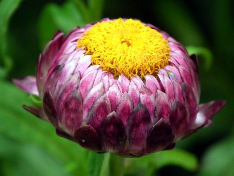 What does the flower gelichrizum look like