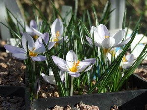 How to plant and grow crocuses