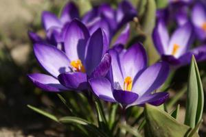 Crocus care at home