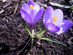 Crocuses in the house