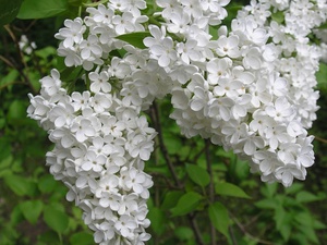 Persian white lilac blooms very beautifully.