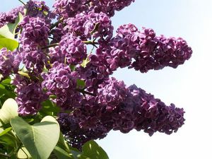 Common lilac is the most common.