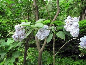 Broad-leaved lilac - another variety