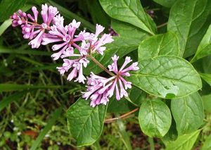 Hungarian lilac - very beautiful flowering