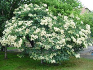 Amur lilac - very attractive flowers