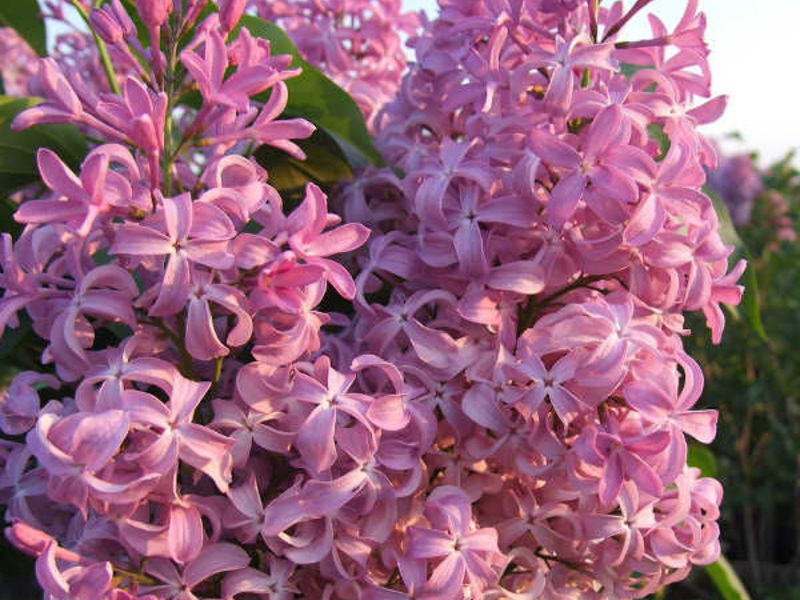 Hyacinthus lilac - features of the variety