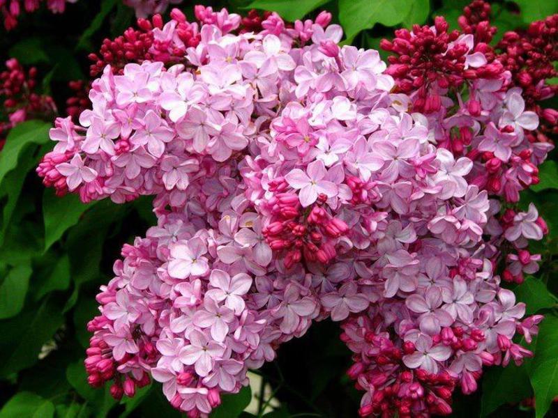 Persian lilac - pink splendor