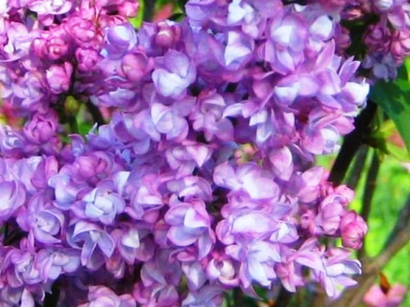 Terry lilac - very interesting flowers