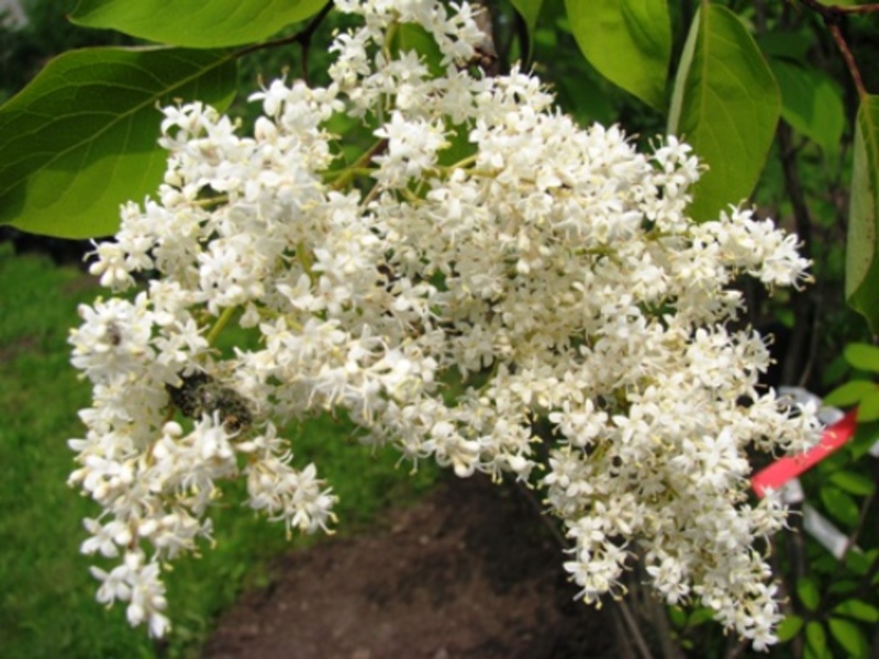 Net lilac stands out among the varieties of lilacs with very unusual flowers