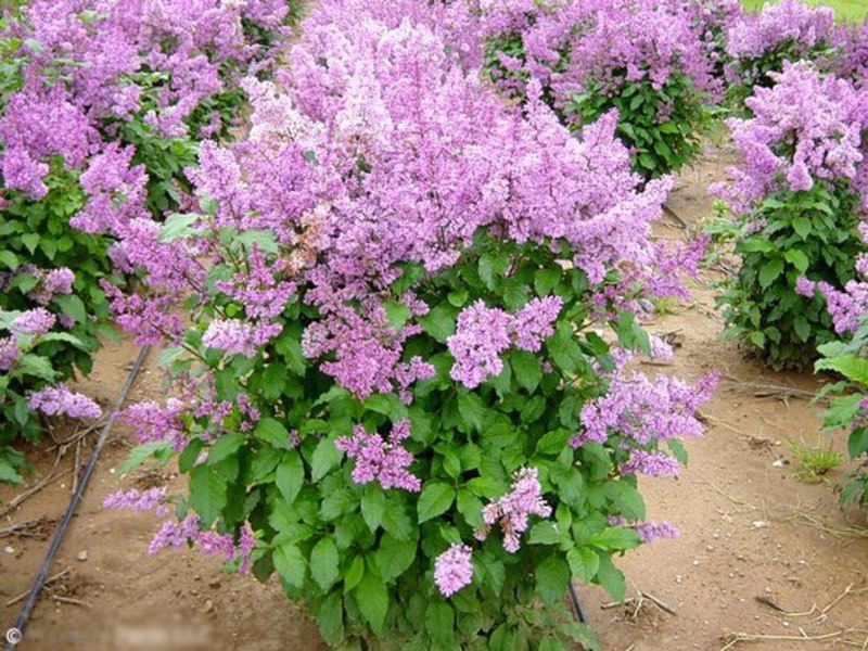 Dwarf lilacs are low bushes, you can even grow at home.