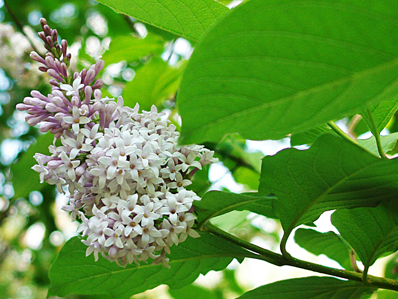 Fluffy lilac is a beautiful plant