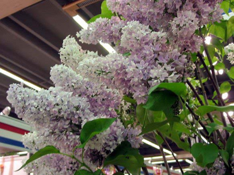 Cirrus lilac is another species with unusual flowers