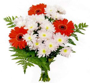 Chrysanthemums and gerberas look great together