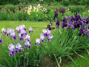 Iris - features of care and flowering period