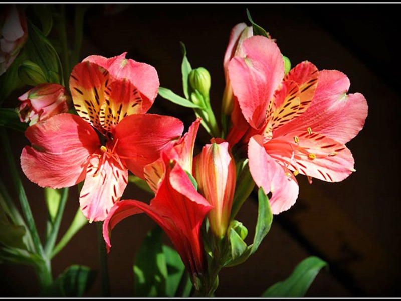 Inca lily is a very interesting flower