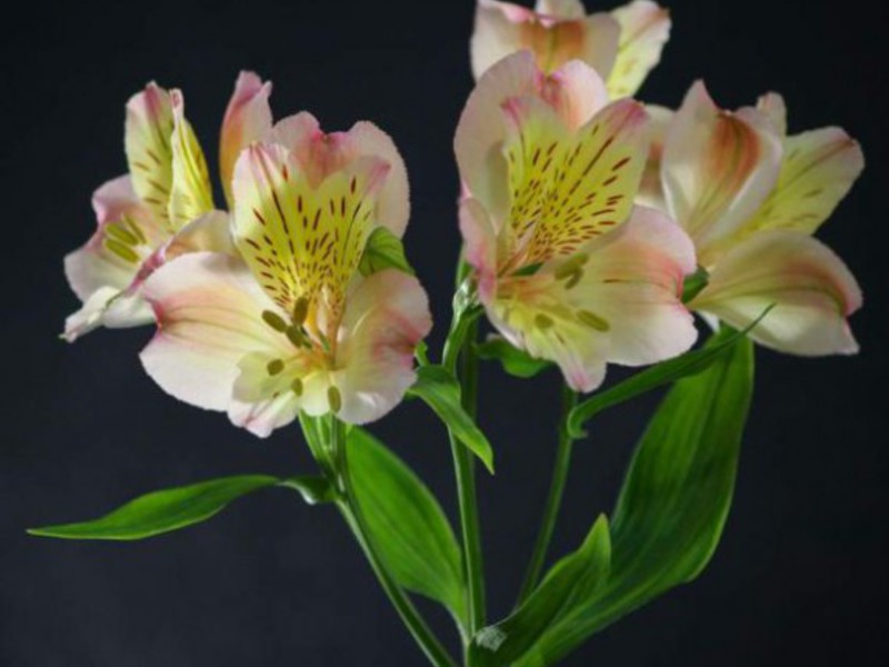 Alstroemeria - close-up photo of a flower