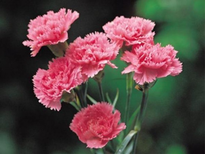 A bouquet of carnations - a universal solution for a variety of occasions