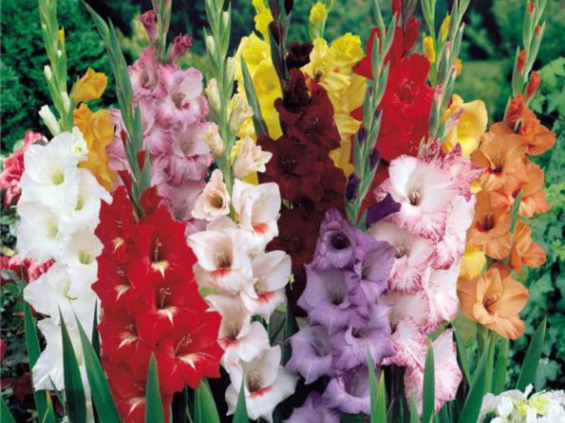 Gladioli during flowering - different colors in the same flower bed